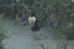 Jacana jacana