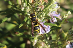 Ancistrocerus longispinosus