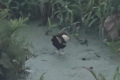 Jacana jacana