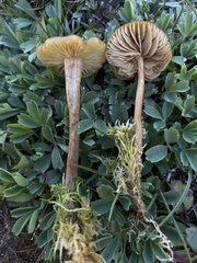 Phaeonematoloma myosotis