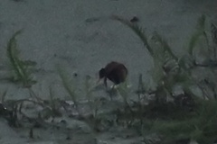 Jacana jacana