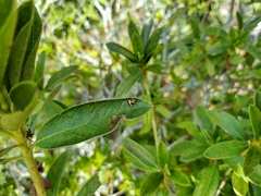 Cryptocephalus taiwanus