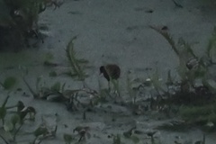 Jacana jacana