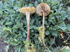 Phaeonematoloma myosotis