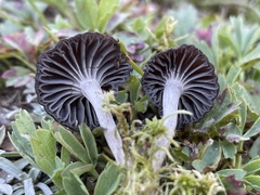 Cuphophyllus cinerellus