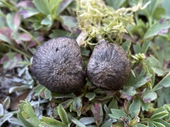 Cuphophyllus cinerellus