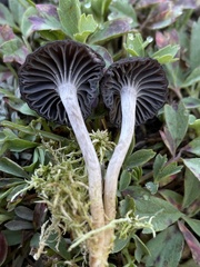 Cuphophyllus cinerellus