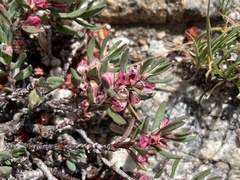 Polygonum shastense