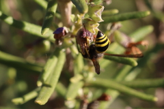 Ancistrocerus longispinosus