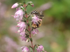 Colletes succinctus