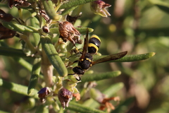 Ancistrocerus longispinosus