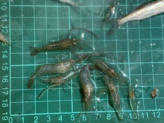 Macrobrachium nipponense