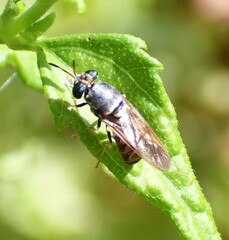 Hermetia chrysopila