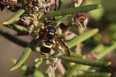 Ancistrocerus longispinosus