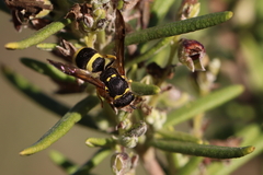 Ancistrocerus longispinosus