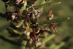 Ancistrocerus longispinosus