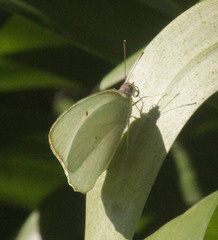 Dixeia charina