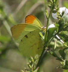Afrodryas leda