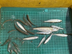 Hemiculter leucisculus