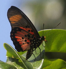 Pseudacraea boisduvalii