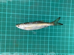 Hemiculter leucisculus