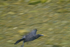 Corvus corone