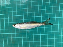 Hemiculter leucisculus