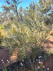 Hakea francisiana