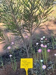 Hakea francisiana