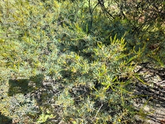 Acacia leptospermoides