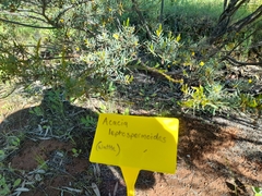 Acacia leptospermoides