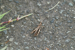 Chorthippus maritimus maritimus