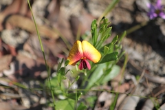 Isotropis cuneifolia
