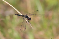 Sympetrum