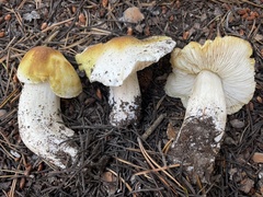 Tricholoma arvernense