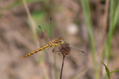 Sympetrum