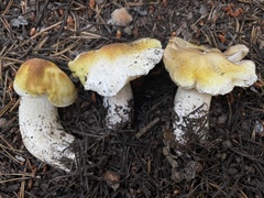 Tricholoma arvernense