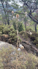 Echinops spinosissimus bithynicus