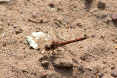 Sympetrum