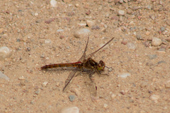 Sympetrum