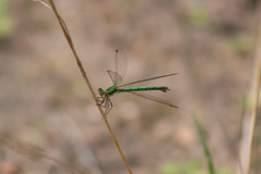 Lestes virens
