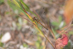 Sympetrum