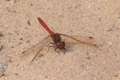 Sympetrum