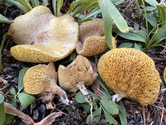 Suillus megaporinus