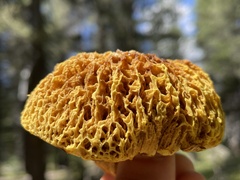 Suillus megaporinus