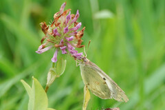 Colias poliographus