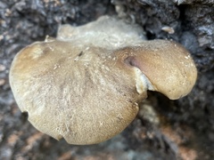 Osteina obducta