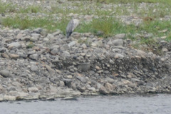 Ardea cinerea