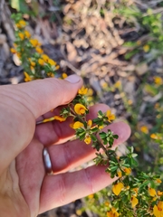 Pultenaea scabra