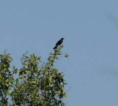 Bubalornis niger niger